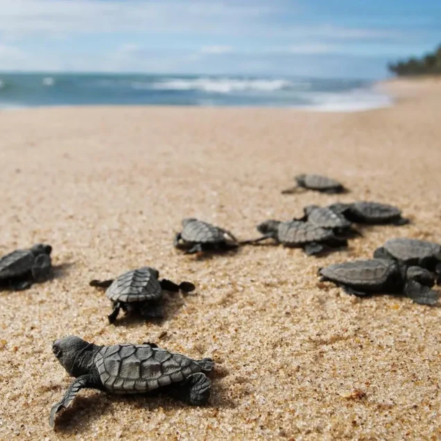Induruwa Turtle Hatchery