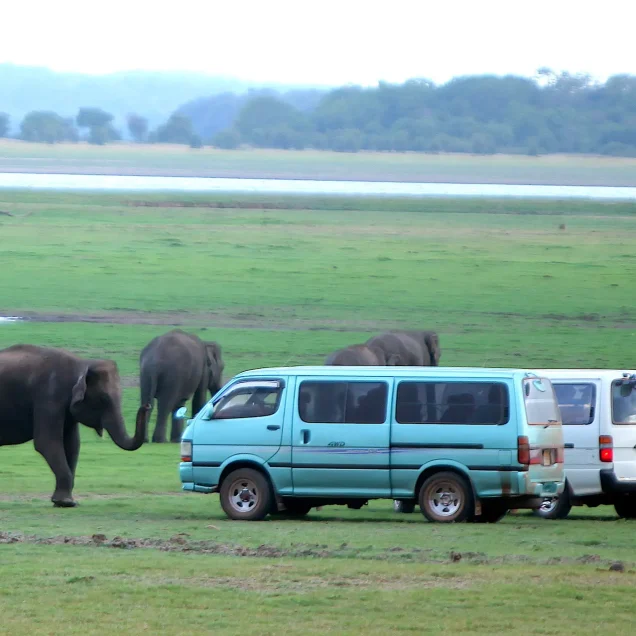 Minneriya National Park