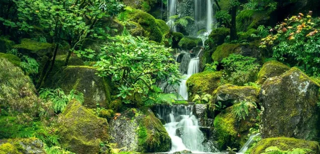 Sinharaja Rain Forest