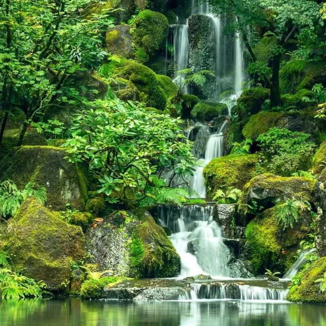 Sinharaja Rain Forest