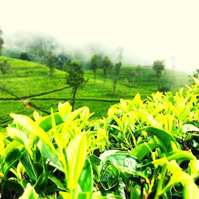 Tea Plantation