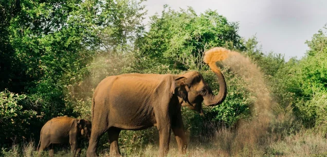 Udawalawe National Park