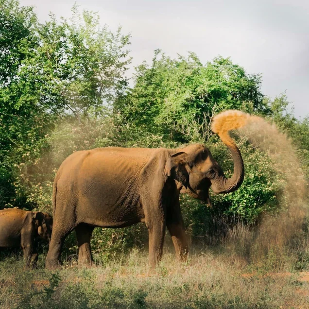 Udawalawe National Park