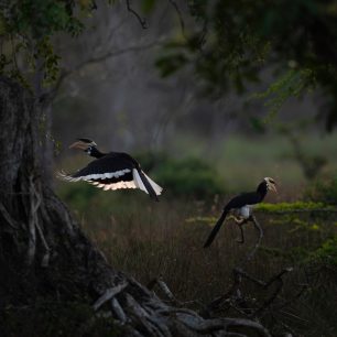 Bundala National Park