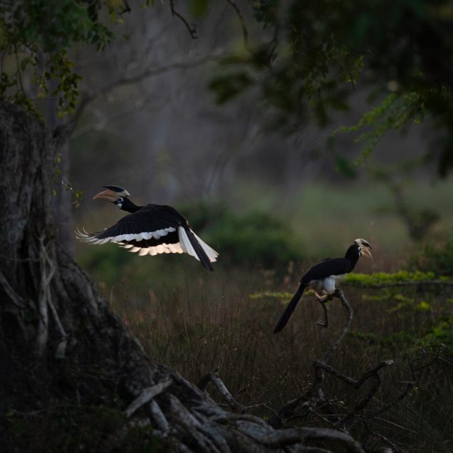 Bundala National Park