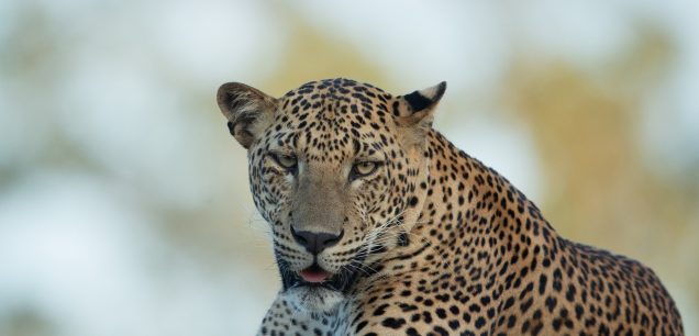 Yala National Park