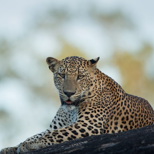 Yala National Park